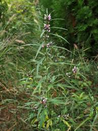 Image result for Leonurus japonicus