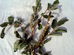 Image result for Indigofera astragalina-hirsuta