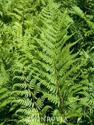 Image result for Athyrium schimperi