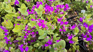 Image result for Polygala petitiana