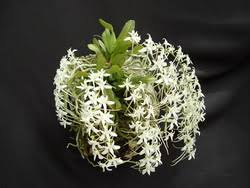 Image result for Microcoelia stolzii