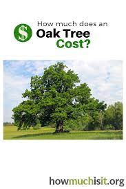 The Average Cost Of An Oak Tree See What Others Are Paying Via Our Free Cost Helping Database Oak Tree Tree Oak