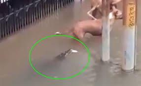 Viral Video Crocodile Enters In Home Of Vadodara Resident Attacks Dog Dogs Viral Videos Crocodile