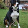 The grosser schweizer sennenhund made its way to the united states in the middle of the xx century after a few american canine fans observed it on a dog show in frankfurt, germany. Https Encrypted Tbn0 Gstatic Com Images Q Tbn And9gcseiouzoncnoh Toigewr7mmg0s B L1x7vuyksd1tqrgnjbfqr Usqp Cau