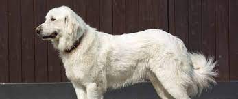 Try the craigslist app » android ios cl kansas city kansas city ames, ia columbia, mo des moines fayetteville, ar joplin kirksville lake of ozarks lawrence lincoln manhattan omaha salina southeast ia southeast ks springfield st joseph topeka tulsa western il wichita > Great Pyrenees Puppies For Sale Greenfield Puppies