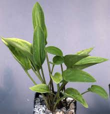 Image result for Drimiopsis