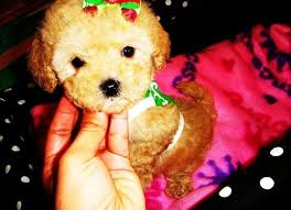 Maltipoo barry, illinois, united states. Tiny Cute Maltipoo Puppies For Sale In Houston Texas Classified Americanlisted Com
