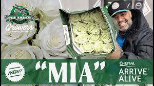 Jet fresh flowers imports and distributes the best flowers sourced from all around the world. Jftv Jet Fresh Flower Growers New Rose Variety Mia With Fern Youtube