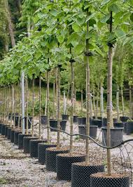 Image result for Cuviera tomentosa