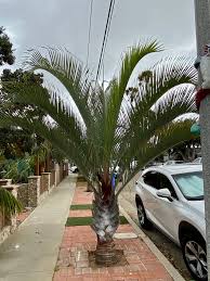 Image result for Dypsis decaryi
