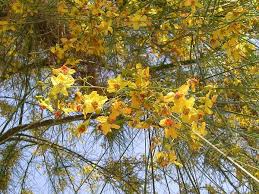 Image result for Parkinsonia aculeata