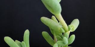 Image result for Delosperma tradescantioides