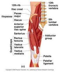 It contains many muscles and nerves but only has one bone, the femur, which is the longest and strongest bone. Image Of Some Of The Anterior Hip And Thigh Muscles Of The Right Leg Thigh Muscle Anatomy Muscle Anatomy Hip Anatomy