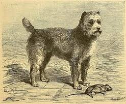 Ratter (dog) - Wikipedia
