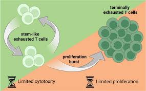 Image result for T-Lymphocyte