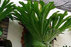 Hanya dua pesan penulis, jika ke hutan jangan membunuh hewan liar sekedar untuk mendapat gigi, taring, atau tanduk dan kulit hewan. Platicerium Tanduk Penjagaan Di Rumah Pengeluaran Tanaman