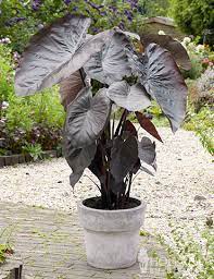 Jumbo diamond head elephant ears. Diamond Head Elephant Ear Bulbs Colocasia Esculenta Diamond Head
