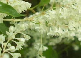 Mar 28, 2021 · the stems of the plant are downy and hold large, oval leaves that can reach three inches in length. Silver Lace Vine Or Fallopia Baldschuanica