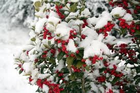 Post office in jefferson county, colorado, united states. 10 Plants That Stay Green All Year In Colorado Winters