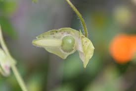 Image result for Thunbergia mildbraediana