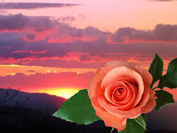 See more ideas about flower poem, inspirational quotes, spiritual quotes. John Adams On Twitter The Sun Rose Poem It S Spring In Australia And Roses Are Blooming Everywhere Poetry Verse Love Flowers Https T Co 6c2zzaqqpo Https T Co Nsm4j3phrw