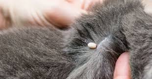 Par conséquent, certains symptômes peuvent revenir par crise. Maladie De Lyme Une Application Pour Eviter Aux Chiens Et Chats De Se Faire Piquer Par Une Tique Conso Wamiz