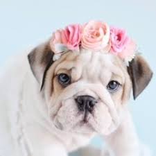 This space is the dog room! Furevables Pet Boutique Furevables Twitter
