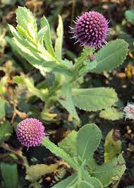 Image result for Sphaeranthus foliosus