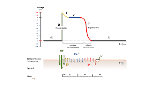 Why Does Increase In Extracellular Potassium Depolarize The Neuron, Whereas  An Outflow (Intracellular Decrease) Hyperpolarizes It? - Quora