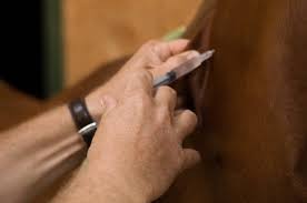 Vaccinations should be implemented before your horse starts showing symptoms. Which Vaccinations Do My Horses Need Irongate Equine Clinic