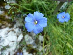 Image result for Linum