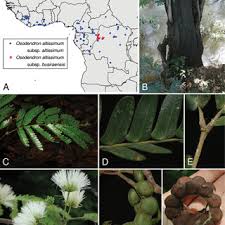 Image result for Cathormion