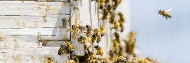 Saved the bees and moved them to a saf. How To Get Rid Of Bees In Your Siding