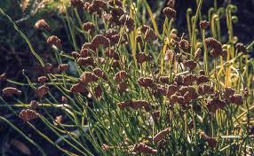 Image result for Schizaea pectinata