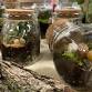 Build Your Own Moss Terrarium event image
