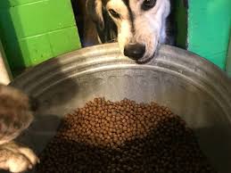 Hill's pet nutrition issued a voluntary recall on multiple lots of their canned dog food due to elevated levels of vitamin d. Midwestern Values How A Pet Food Company Stole Christmas Tcr