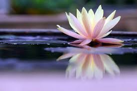 Check spelling or type a new query. Easy Glass Splashbacks Lotus Flower