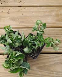 Once they have ripened, the seed pods split and the seeds are dispersed by the air. 10 Seeds Hindu Rope Wax Plant Hoya Carnosa White Fresh Flowers Indoor Plants Home Urbytus Com