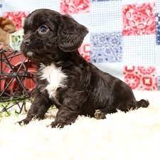 Top quality cavapoo puppies & havapoo puppies. Cavapoo Puppies California Cavapoo Adoption Home Land Puppies