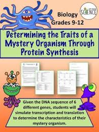 Proteins do much of the chemical work inside cells, so they largely determine what those traits are. Protein Synthesis Biology Classroom Teaching Biology Biology Resources