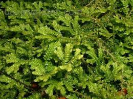 Image result for Salacia kraussii