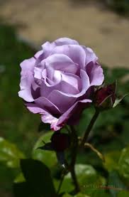 See more ideas about purple aesthetic, purple, violet aesthetic. Purple Flower Explore Tumblr Posts And Blogs Tumgir