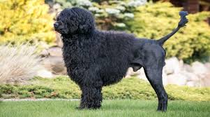 To furnish guidelines for breeders who wish to maintain the quality of their breed medium size, round in shape, set well apart. Portuguese Water Dog Breed Information Facts Traits Pictures More