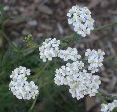 Pin On Gardening
