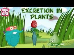 Excretion In Plants The Dr Binocs Show Learn Videos For Kids Youtube Science For Kids Science Videos Homeschool Science