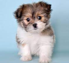 Check spelling or type a new query. Learn More About The Pomeranian Shih Tzu Mix Soft And Fluffy Shih Tzu Mix Cute Dogs Shih Tzu