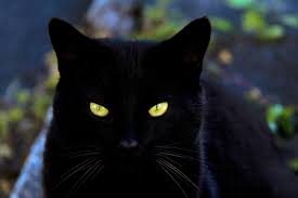 The list is divided into female black cat names and male black cat names. Badass Names For Black Cats Pethelpful