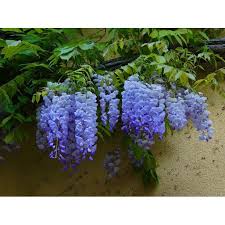 All parts of plant are poisonous if ingested. Blue Moon Wisteria Vine Live Plant Qt Walmart Com Walmart Com