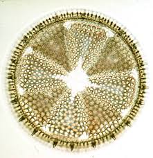 Image result for Entada bacillaris