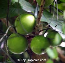 Image result for Pouteria pseudoracemosa